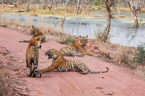 De Jaipur: Ranthambore Tiger Safari Viagem de 1 dia