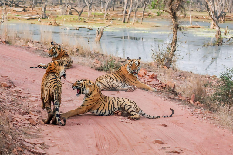 De Jaipur: Ranthambore Tiger Safari Viagem de 1 dia