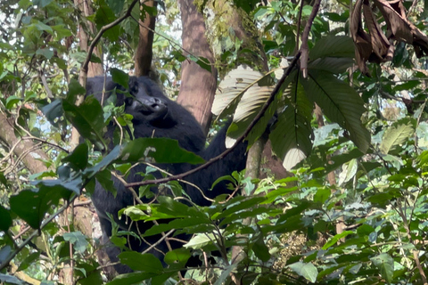 Excursão de 1 dia ao Gorila do Uganda com partida de Kigali, Ruanda