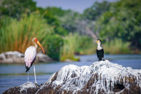 Birdwatching Safari - Chobe River (with Expert Guide)