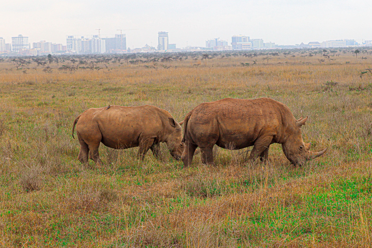 Nairobi National Park: Half-Day TripNairobi National Park: Half-Day Trip in a 4X4