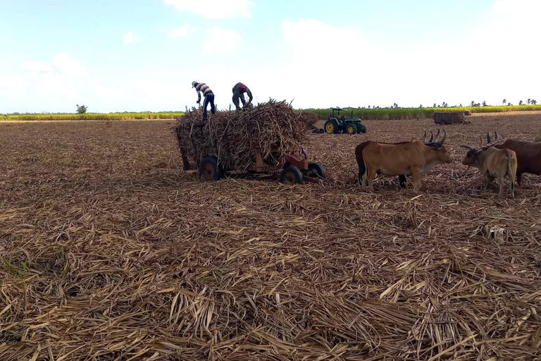 Higuey - Rio Chavon: Immerse yourself in Dominican life