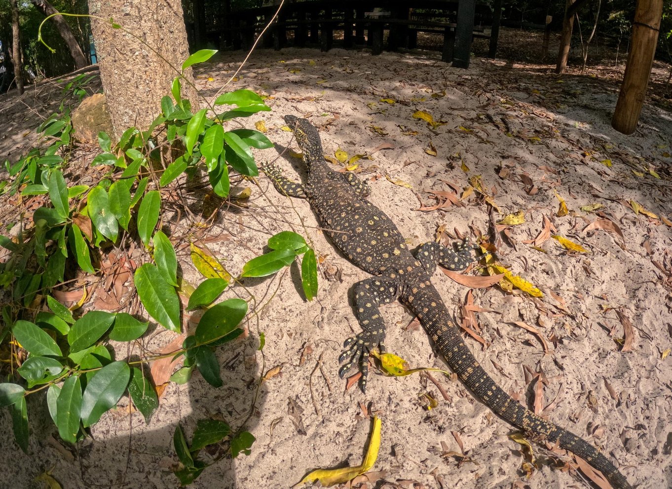 Airlie Beach: Whitehaven & Chalkies Beaches med snorkling