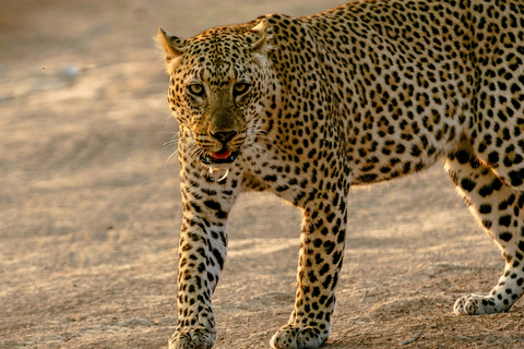 Jaipur: Amagarh Leopard Reserve Safari Private Tour