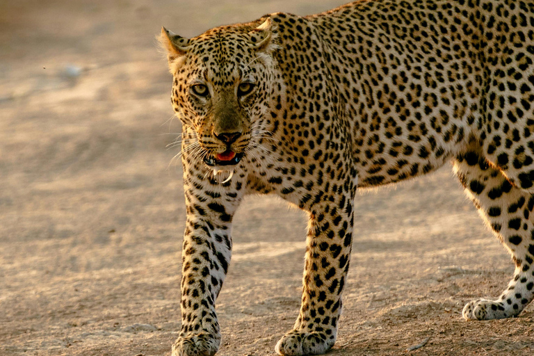 Jaipur: Amagarh Leopard Reserve Safari Private Tour