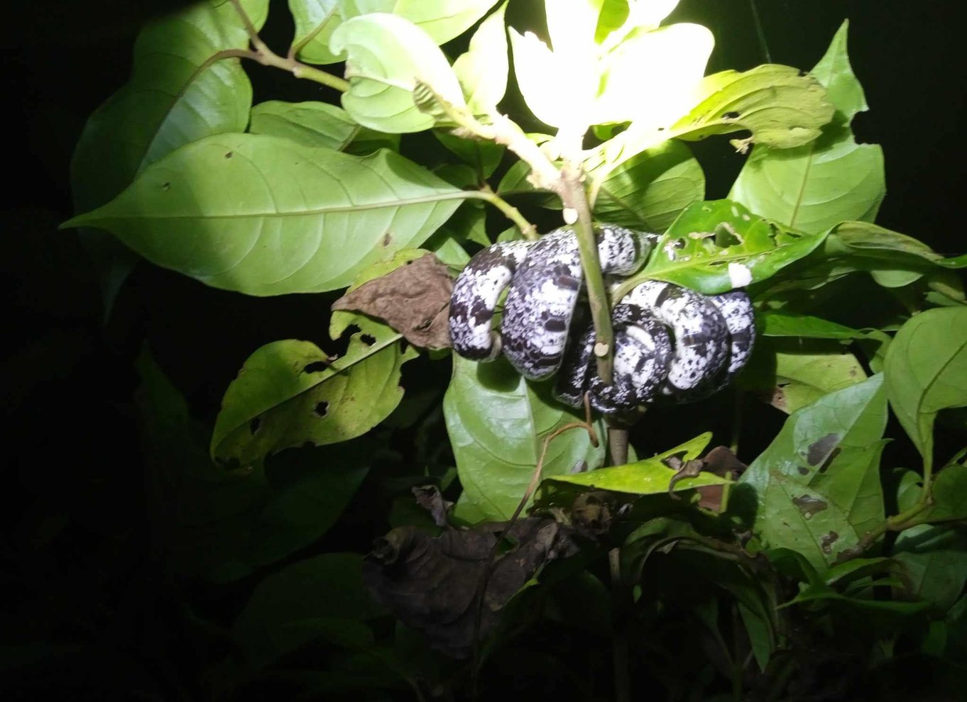 Tortuguero: Kanotur i Tortuguero Nationalpark
