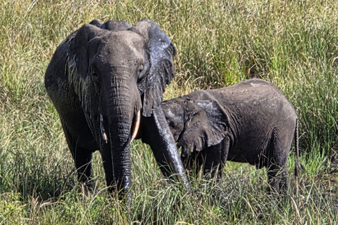 Maputo National Reserve Park Safari Excursion