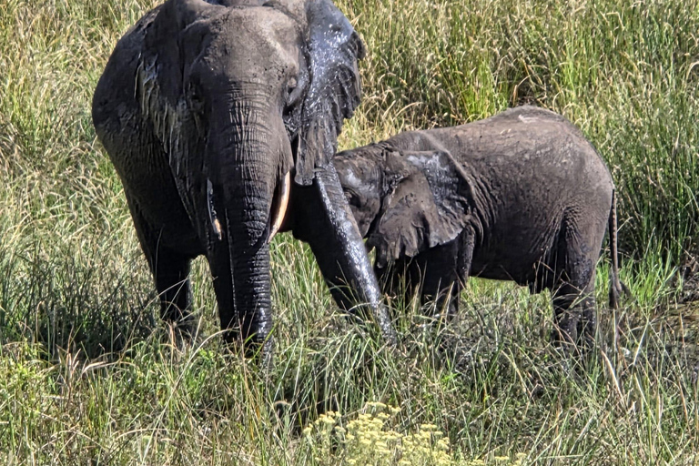 Maputo National Reserve Park Safari Excursion