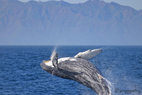 San Pedro: West Harbor LA Dolphin & Whale Watching Cruise