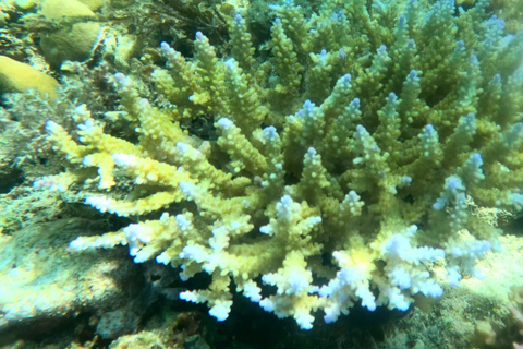 Coron: Dugong Watching Tour with Snorkeling