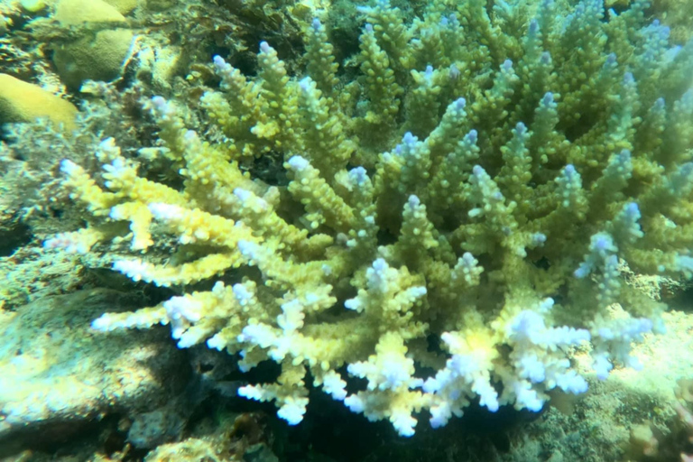 Coron: Dugong Watching Tour with Snorkeling