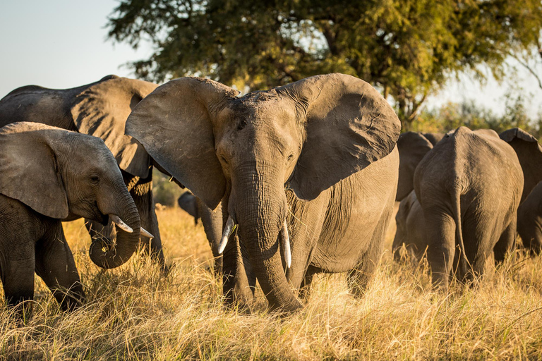 Livingstone: Mosi-oa-Tunya Full Day