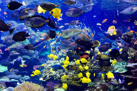 Private: Catalina Island Day Tour from La Romana