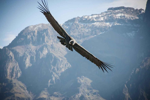 Escursione di un giorno nel Canyon del Colca + trasferimento a Puno con i pasti