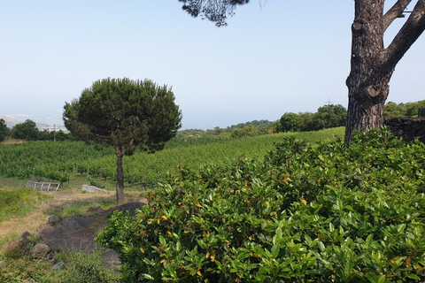 From Catania: Etna Trekking & Wine Tasting Tour with Pickup