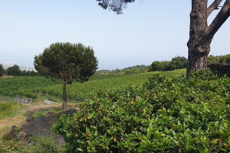 From Catania: Etna Trekking & Wine Tasting Tour with Pickup