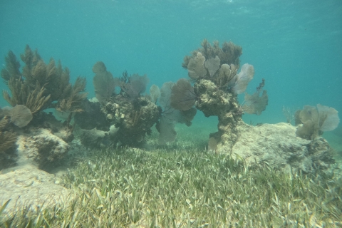 Snorkelparadijs Cancún en onderwatermuseum in Nizuc