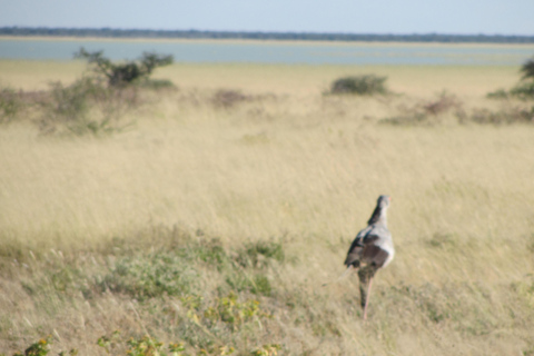 Dkphin & Seal cruise Sandwich harbour dune tour