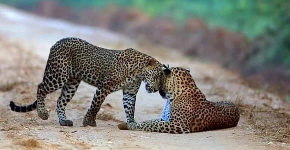 Wilpattu National Park Private Safari with Pickup & Drop