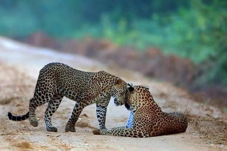 Wilpattu National Park Private Safari with Pickup & Drop Pick up & drop off Colombo City Area