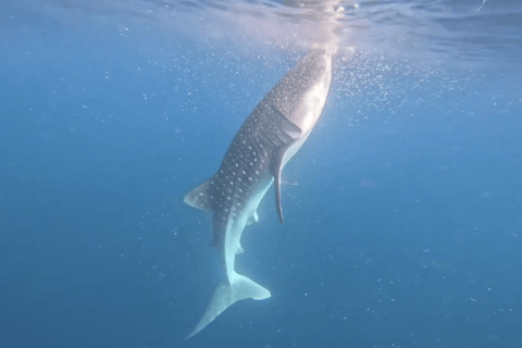 Boracay Whale Shark Watching, ATV, and Zipline with Transfer