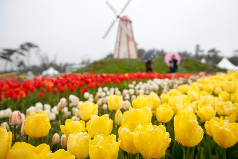 Seoul: Taean Tulip Festival and Strawberry Picking Day Tour Shared Tour, Meet at Dongdaemun