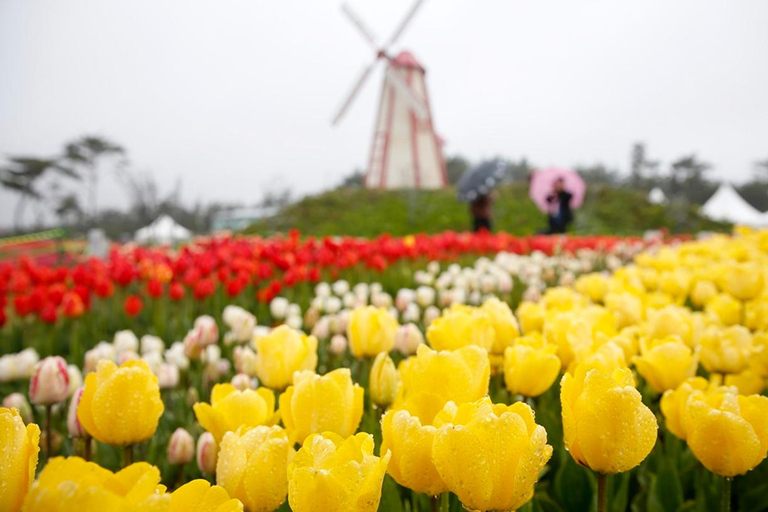 Seoul: Taean Tulip Festival and Strawberry Picking Day Tour Shared Tour, Meet at Dongdaemun