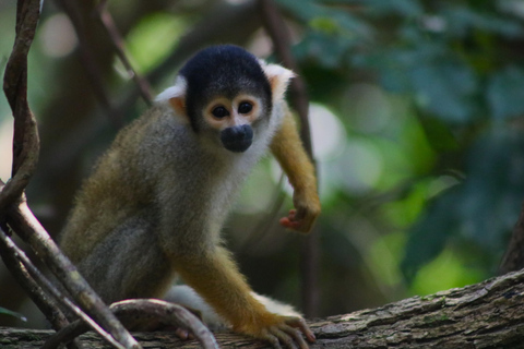 selva viva de tambopata