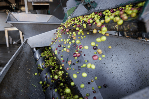 Granada en AOVE: Tour guiado del olivar y cata sensorial