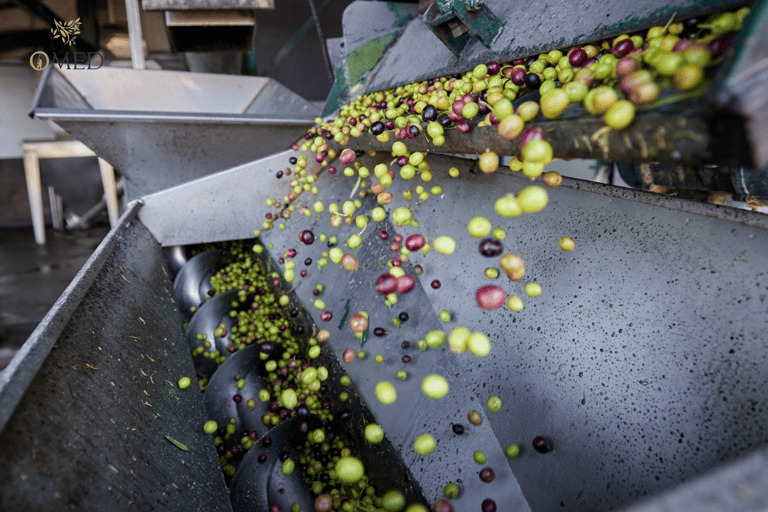 Granada in EVOO: Tour guidato dell&#039;oliveto e degustazione sensoriale