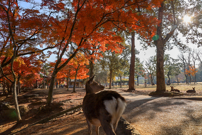 Kyoto: Tour storico di Nara e Kyoto in autobusTour con pranzo