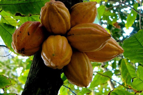 Zanzibar: Privat kryddodlingstur med lokal guide.Det här alternativet inkluderar upphämtning från hotell i Stone Town.