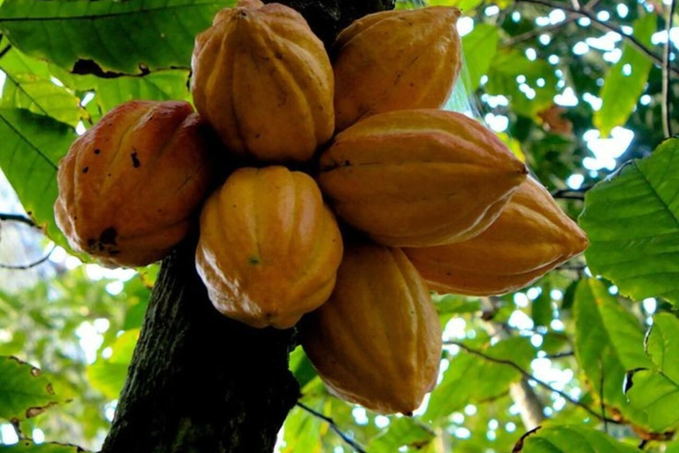 Zanzibar: Privat kryddodlingstur med lokal guide.Det här alternativet inkluderar upphämtning från hotell i Stone Town.