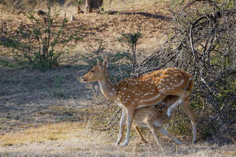 Delhi: 2-Day Ranthambore Safari by Car with Hotel Delhi to Ranthambore Overnight Tour with Safari & 3* Resort