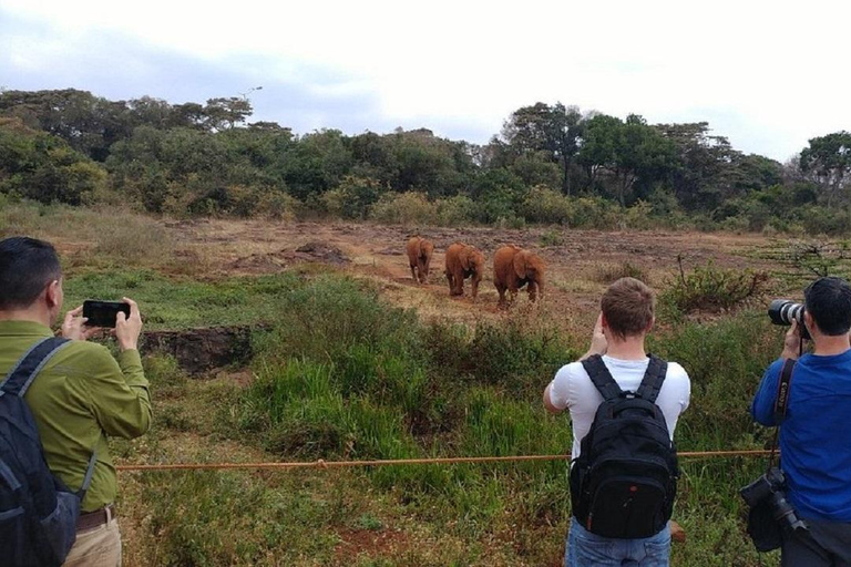 Nairobi: Elephant Orphanage & Giraffe Centre Tour Elephant Orphanage & Giraffe Centre Tour Without Entry Fee
