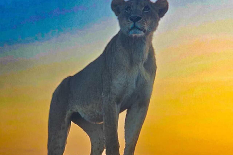 Nairobi: Nairobi National Park Safari with Guide