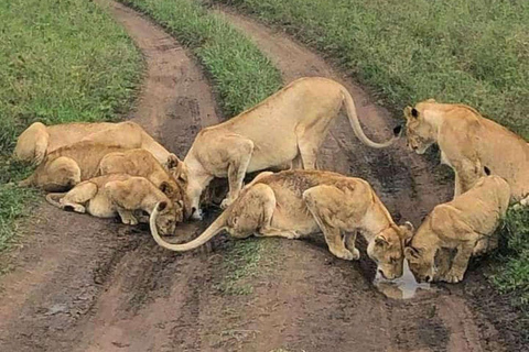 Tour di un giorno della fauna selvatica di Amboseli e visite ai villaggi Masai
