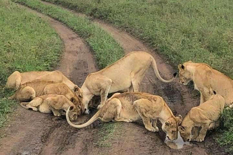 Tour di un giorno della fauna selvatica di Amboseli e visite ai villaggi Masai