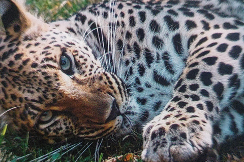 Santiago : visite du parc safari