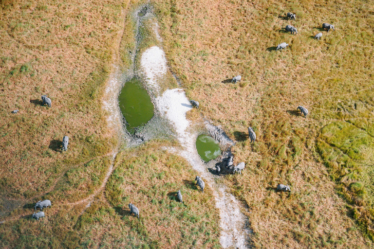 45-Minute Cessna Flight over the Okavango Delta from Maun