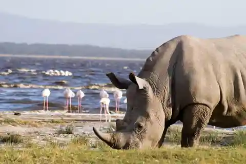 Lo mejor de la vida salvaje en el Parque Nacional de los Lagos Nakuru y Naivasha