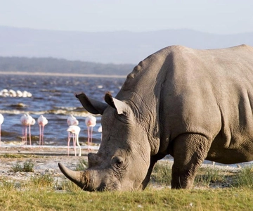 Lo mejor de la vida salvaje en el Parque Nacional de los Lagos Nakuru y Naivasha