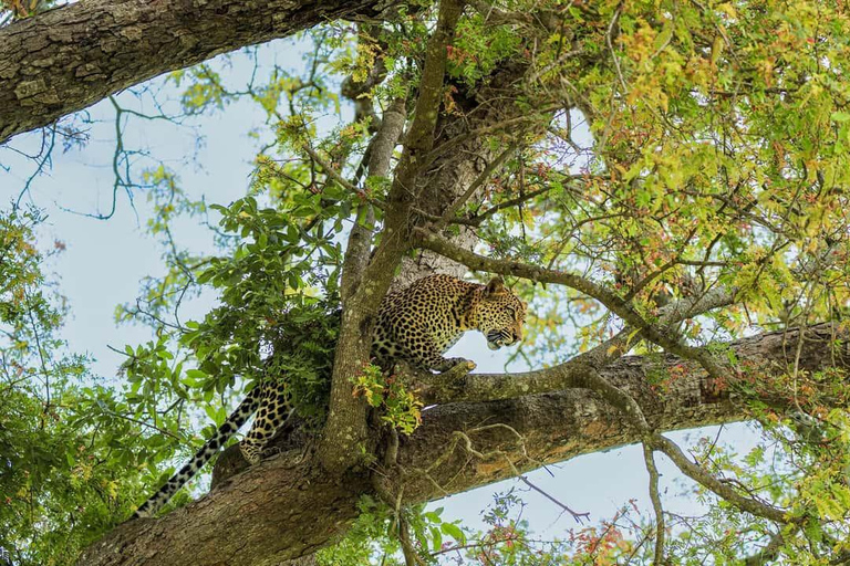 From Zanzibar: Mikumi Safari Day Trip with Flights and Lunch Mikumi Shared Safari without hotel transfer