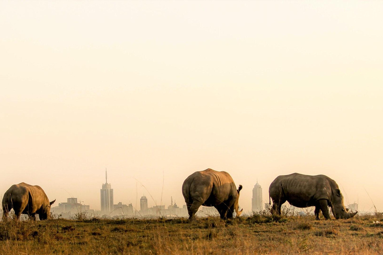 Elephant orphanage and Nairobi National park afternoon game