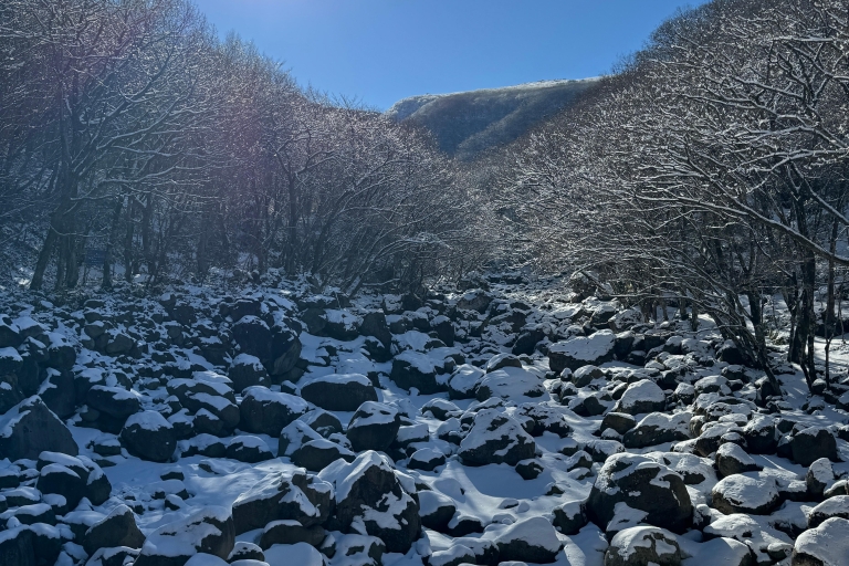 Haz senderismo por Hallasan, en la isla de Jeju, la montaña más alta de Corea del SurJeju Hallasan; Excursión a pie Flor de Nieve con almuerzo