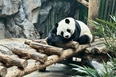 Beijing Zoo Panda House Ticket with Transfer Options Beijing Art Stone Museum Ticket ONLY, NO Beijing Zoo