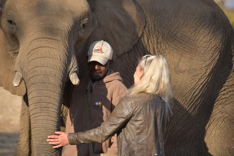 Interact, walk side by side with elephants in Victoria Falls