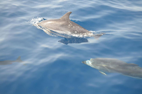 Morro Jable: Speedboat Dolphin & Whale Watching Tour