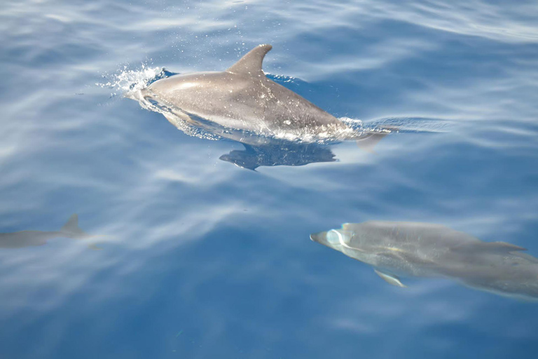 Morro Jable: Speedboat Dolphin & Whale Watching Tour