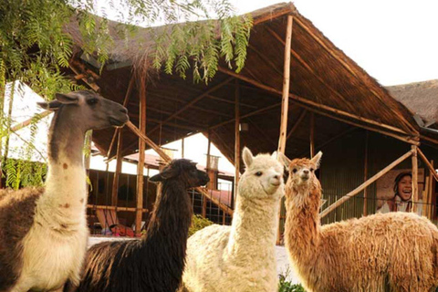Tour Arequipa with the world of Alpacas